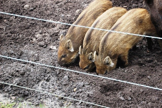 Wildgehege Klövensteen