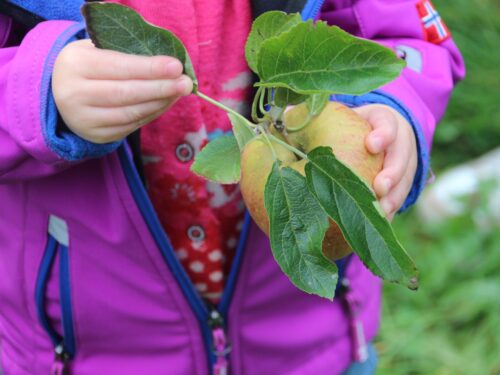 Äpfel pflücken im Alten Land