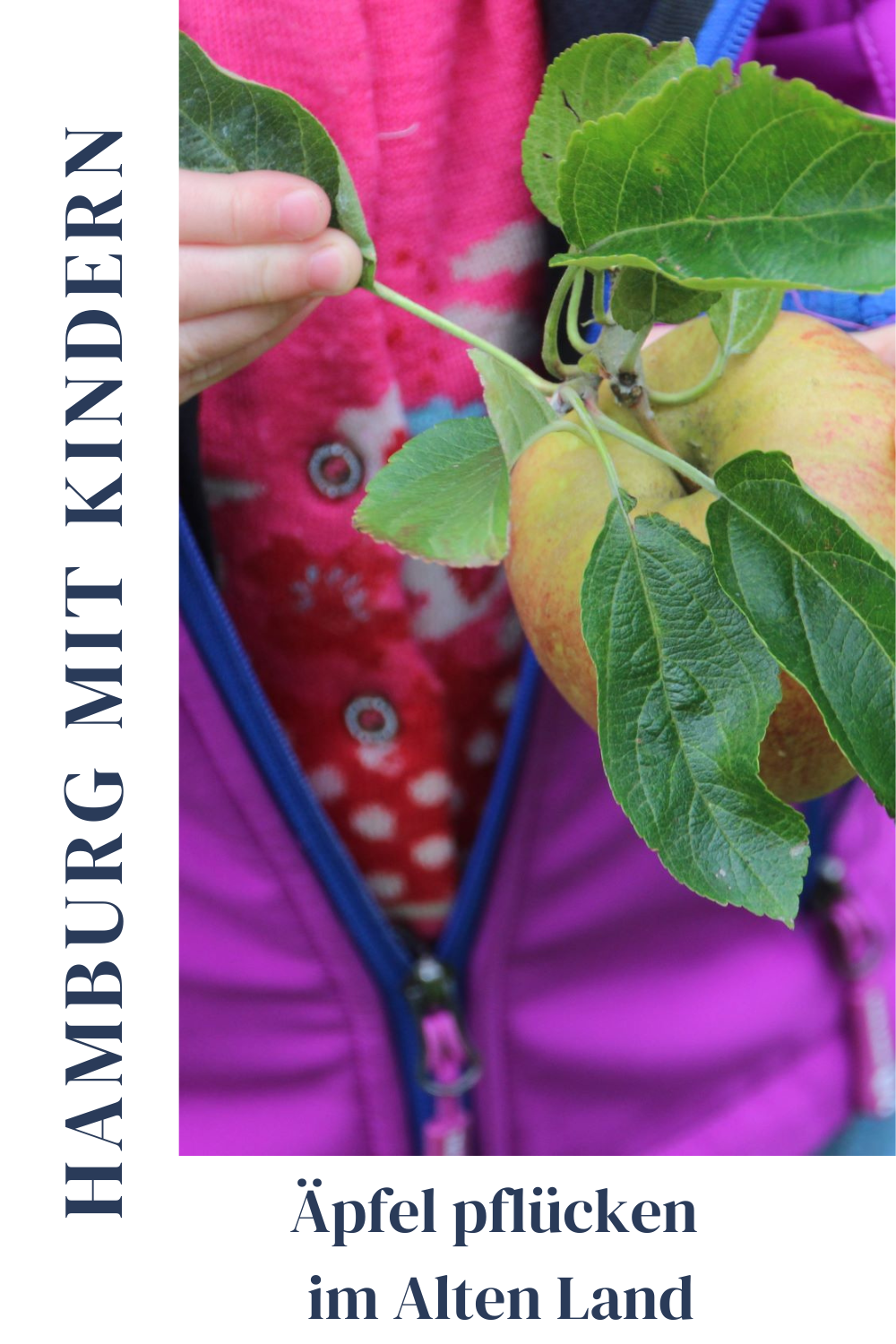 Äpfel pflücken im Alten Land