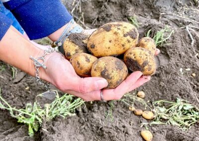 Kartoffeln buddeln Gut Wulksfelde