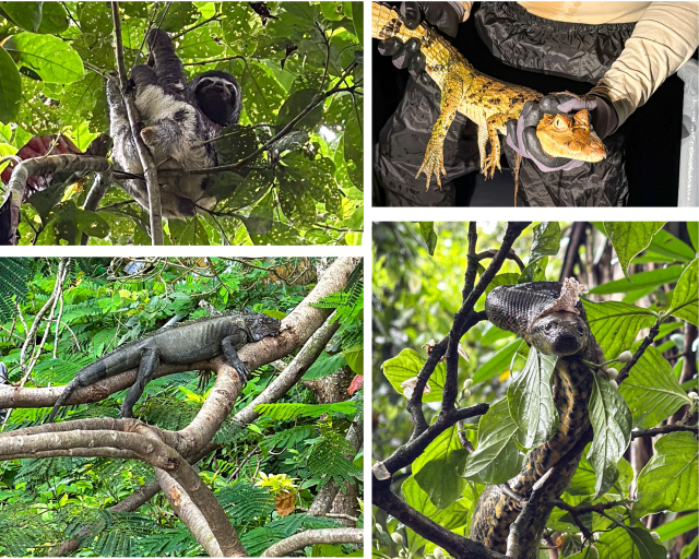 Amazonas Kreufahrt Peru Wildlife